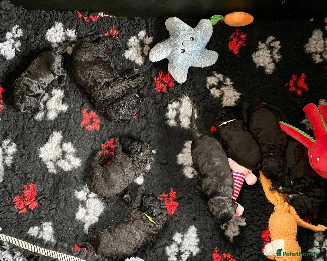 Portuguese Water Dog dogs for sale: Portuguese Water Dog Puppies For Sale - Image 3