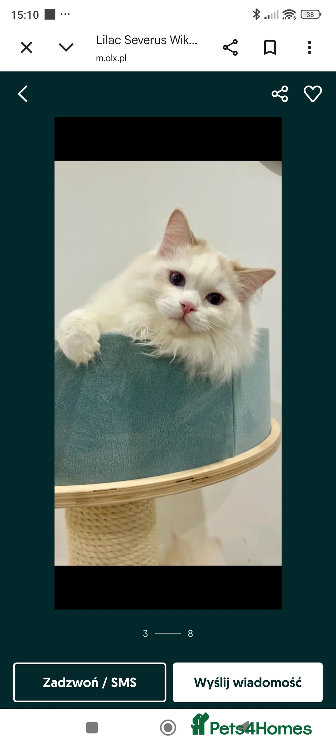 Ragdoll cats for sale: Lilac active ragdoll male - Advert 3