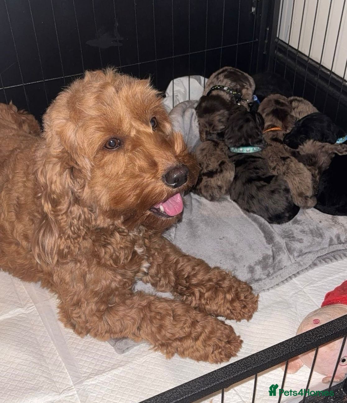 Cockapoo dogs Stunning cockapoo puppies - Advert 4