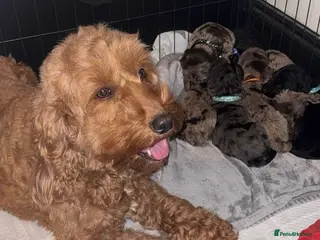 Cockapoo dogs Stunning cockapoo puppies - Advert 14