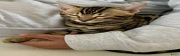 Bengal cats for sale: 🐅Gorgeous 😍One of a Kind Dream Bengal Boy!🐅 - Advert 21