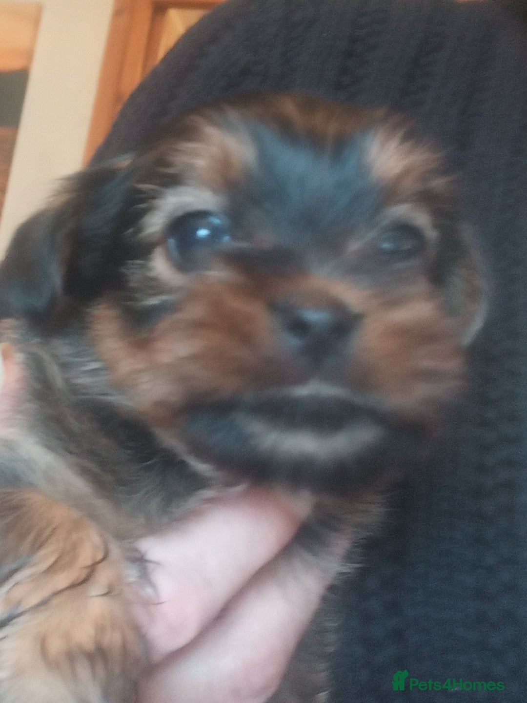 Shorkie dogs for sale: Beautiful shorkie babies  - Advert 23