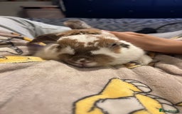 English rabbits for sale: Daisy - do not know the breed - Image 1