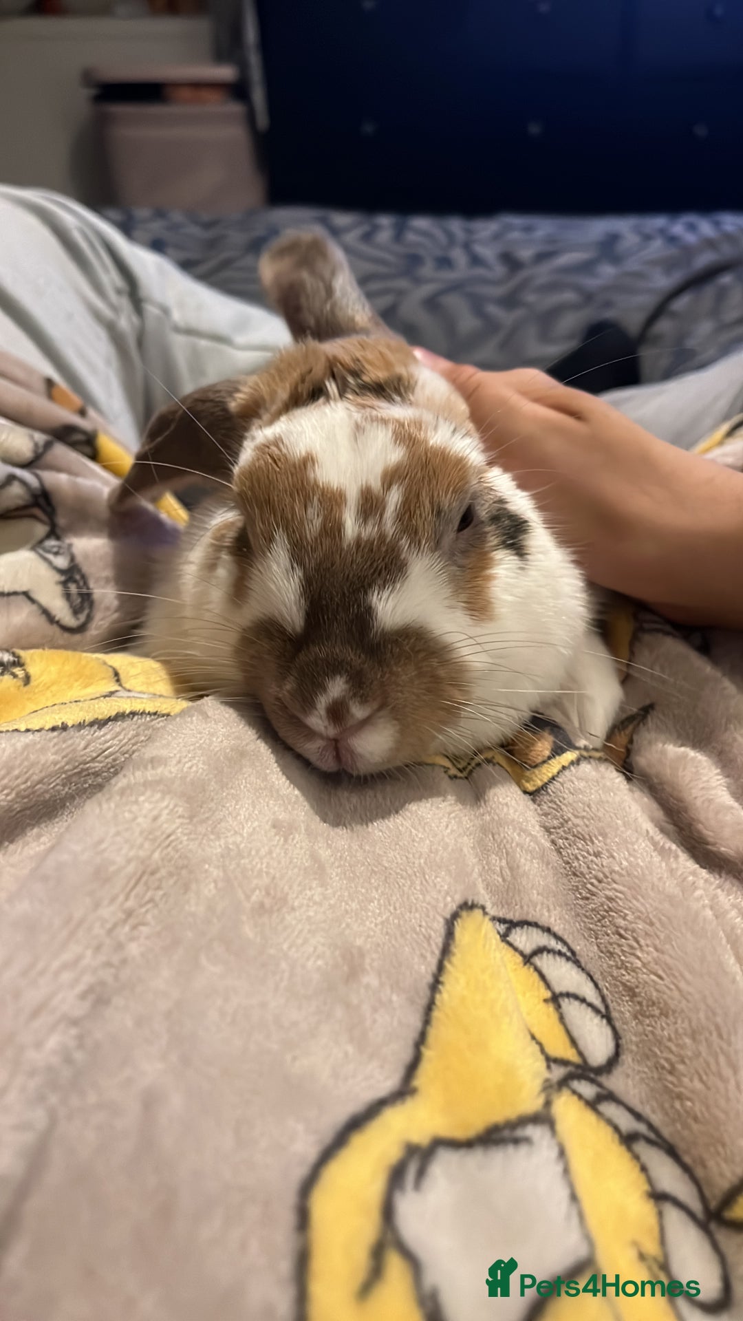 English rabbits for sale: Daisy - do not know the breed - Image 1