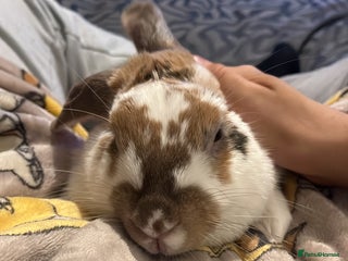 English rabbits - Advert 6