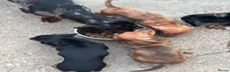 Dachshund dogs for sale: Dachshund puppies - Advert 13