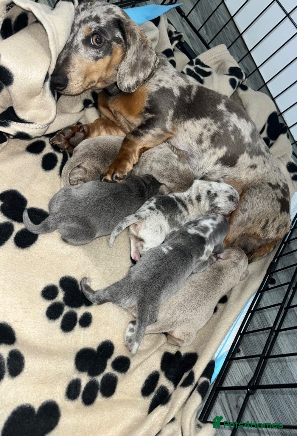 Dachshund dogs 5 beautiful dachshund puppies  - Advert 2