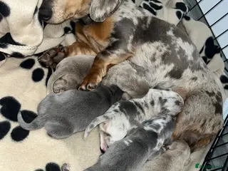 Dachshund dogs 5 beautiful dachshund puppies - Advert 2