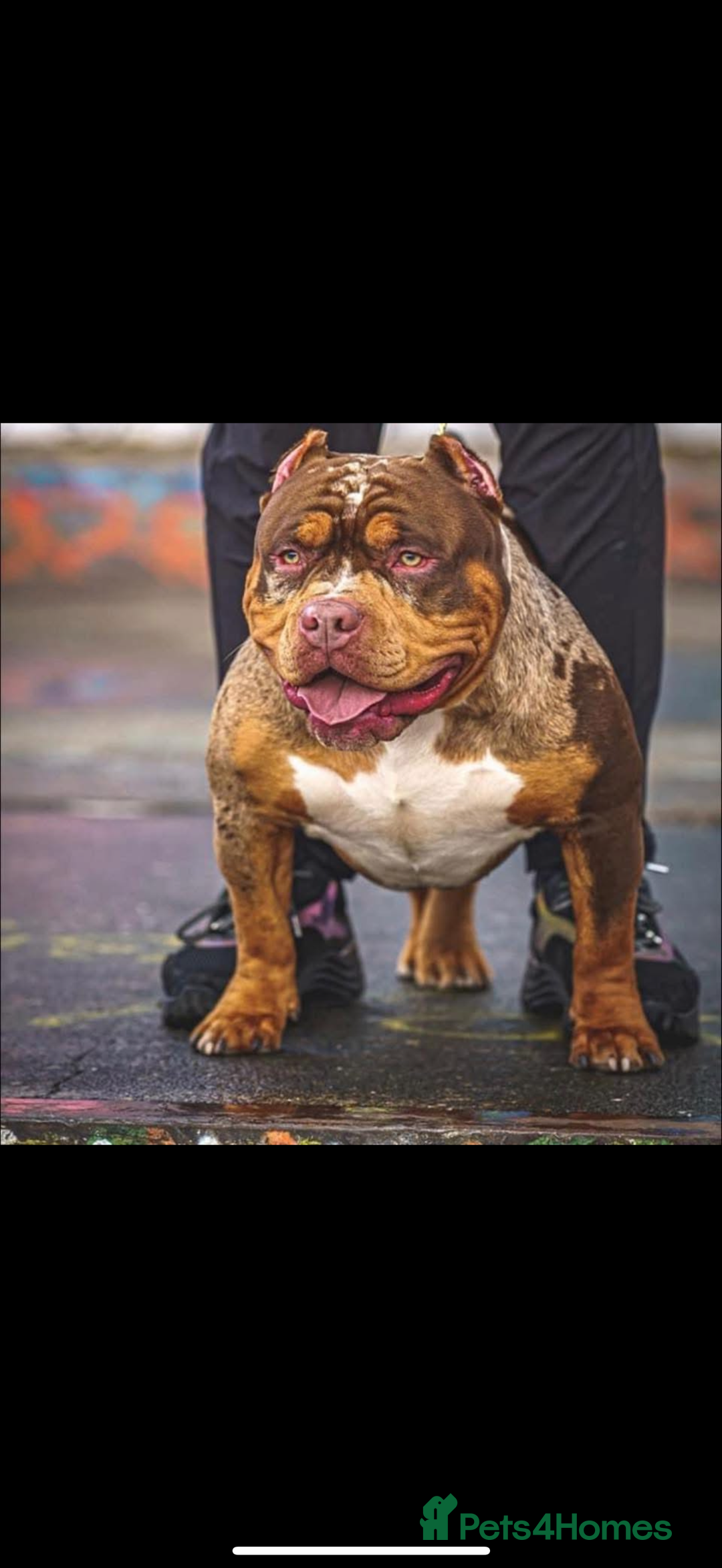 American Bully dogs for sale: Luna x Dynamite puppies🧨🧬 4 girls✅ 4 boys✅ - Advert 1