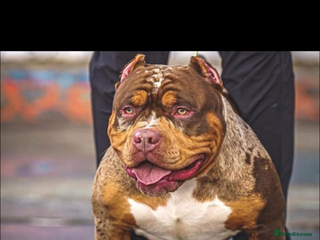 American Bully dogs Luna x Dynamite puppies🧨🧬 4 girls✅ 4 boys✅ - Advert 1
