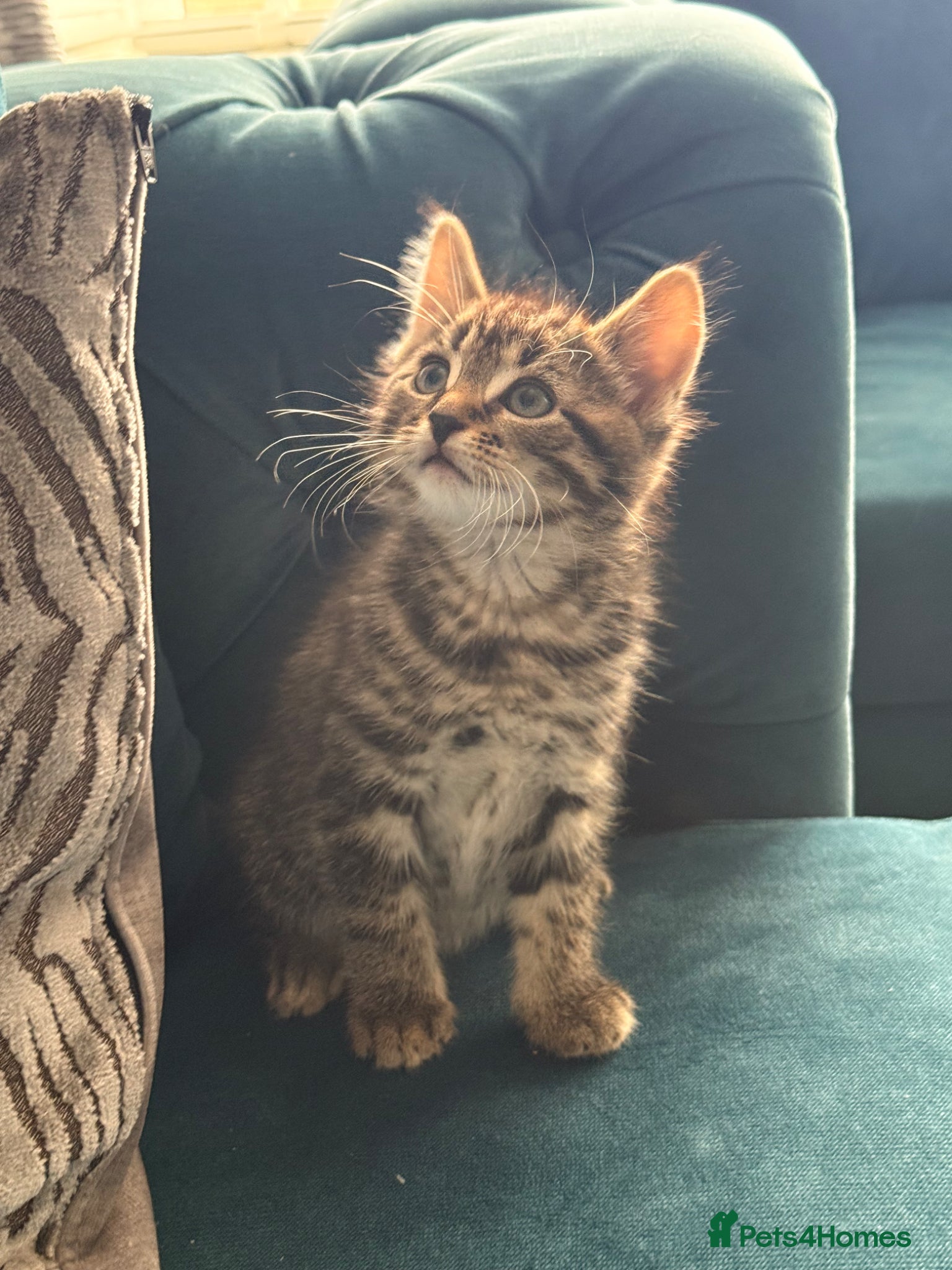 Mixed Breed cats 1 adorable fluffy boy kittens  - Advert 16