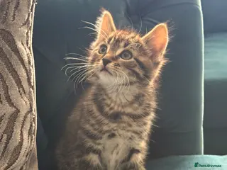 Mixed Breed cats 1 adorable fluffy boy kittens - Advert 16