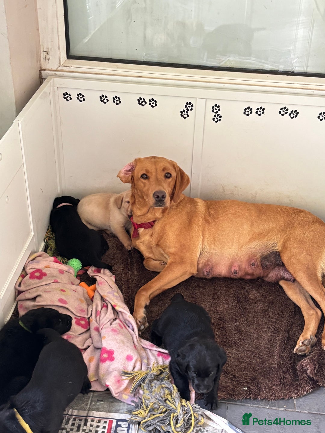Labrador Retriever dogs for sale: Fully health tested kc reg Labrador puppies  - Image 7
