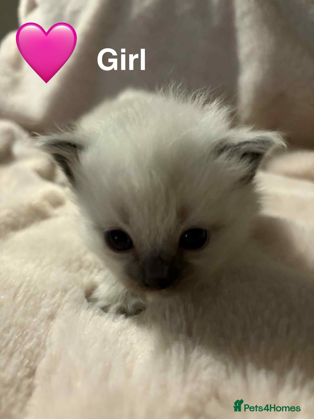 Ragdoll cats for sale: 2 Ragdoll kittens  - Advert 2