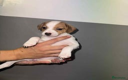 Patterjack dogs for sale: Patterjack/jackrussel - Image 25