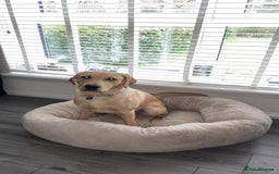 Labrador Retriever dogs for stud: Golden Labrador retriever for stud  - Image 6