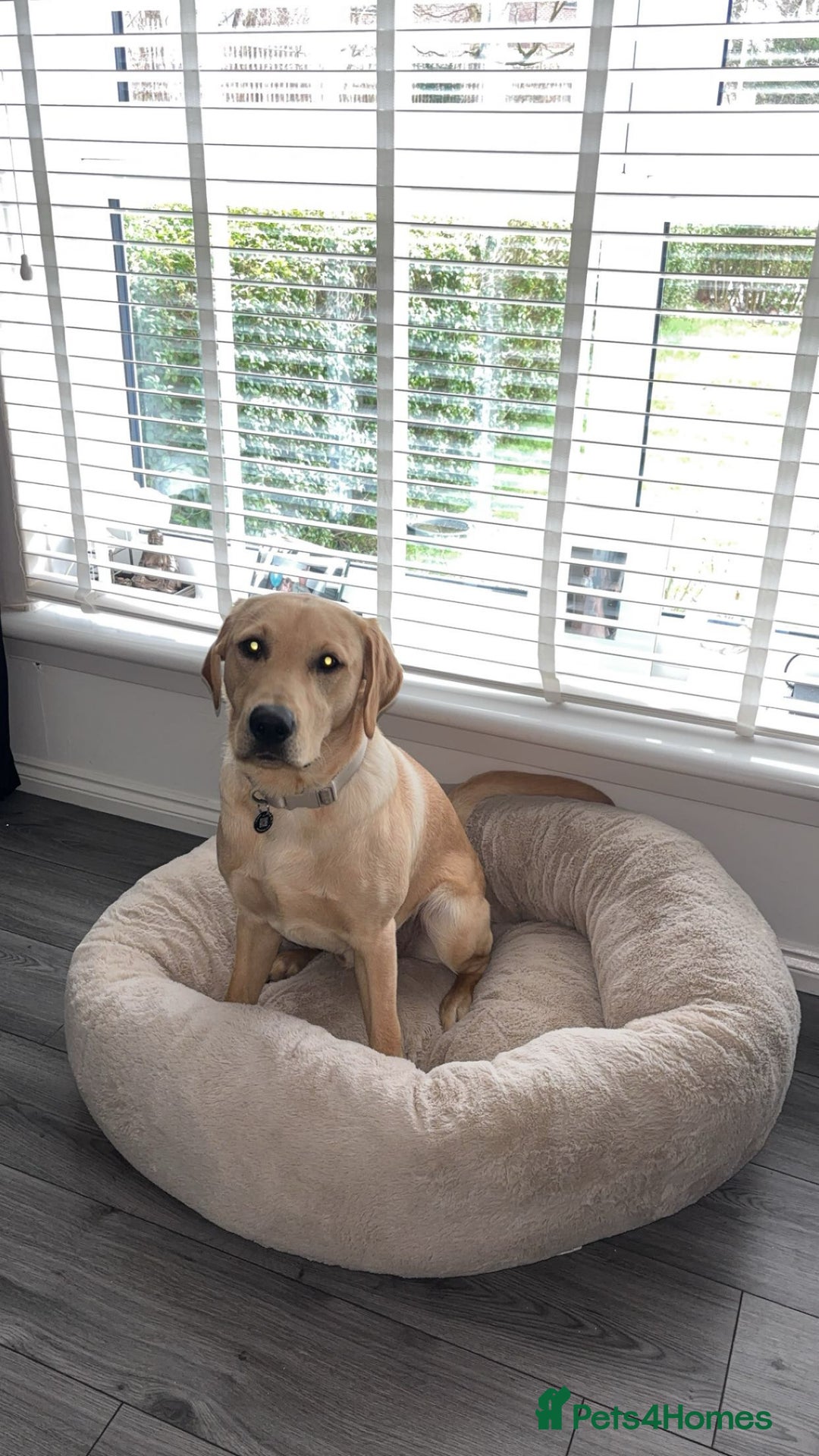 Labrador Retriever dogs for stud: Golden Labrador retriever for stud  - Image 6