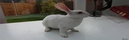 Rex rabbits for sale: Mini Rex BEW Rabbits - Advert 10