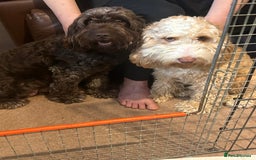 Cockapoo dogs for sale: Beautiful litter of F2 cockapoos  - Image 11