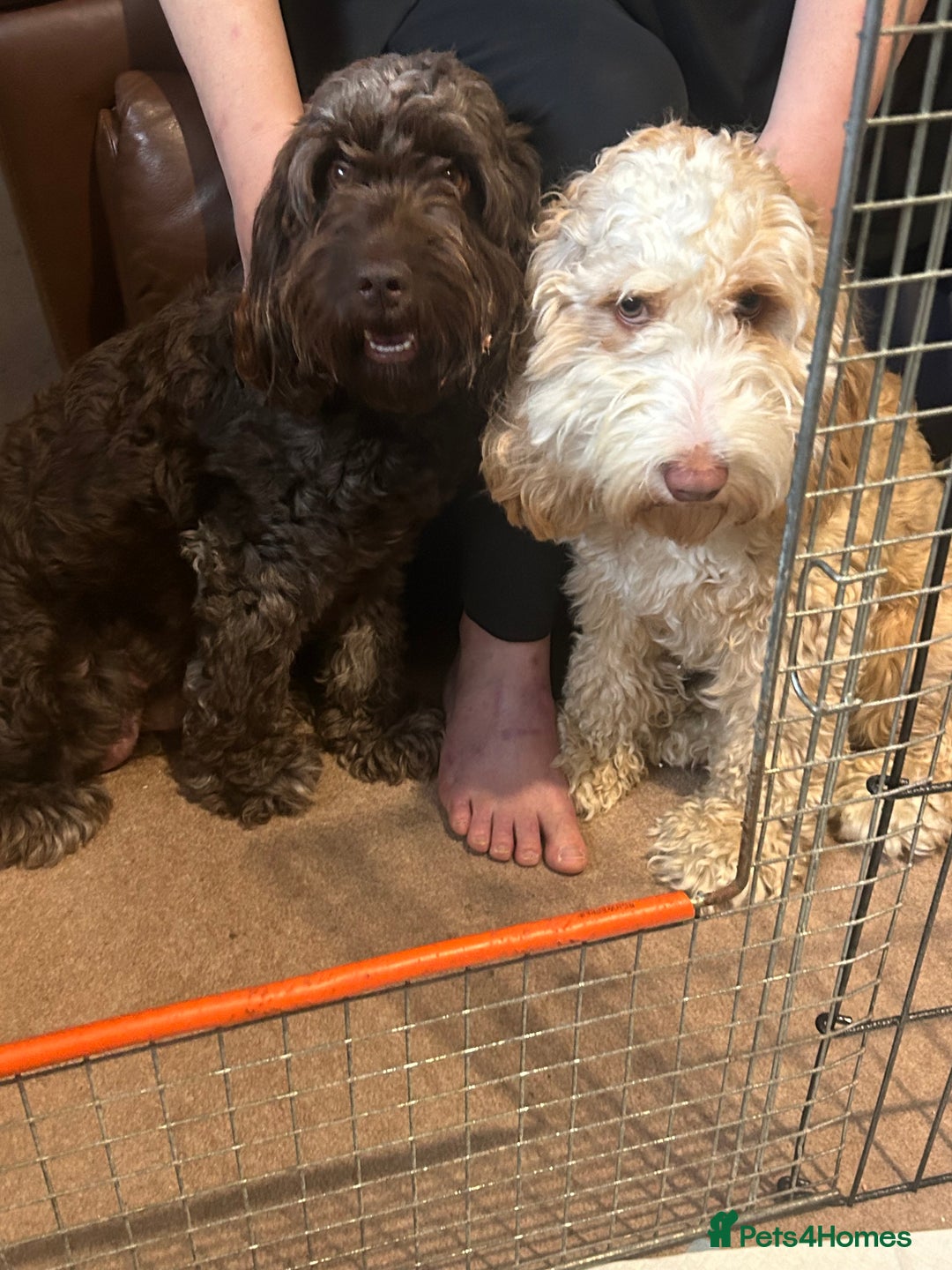Cockapoo dogs for sale: Beautiful litter of F2 cockapoos  - Image 11