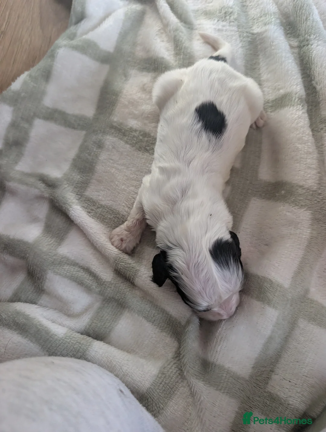 Cockapoo dogs for sale: Beautiful little of 5 Cockerpoos - Advert 12