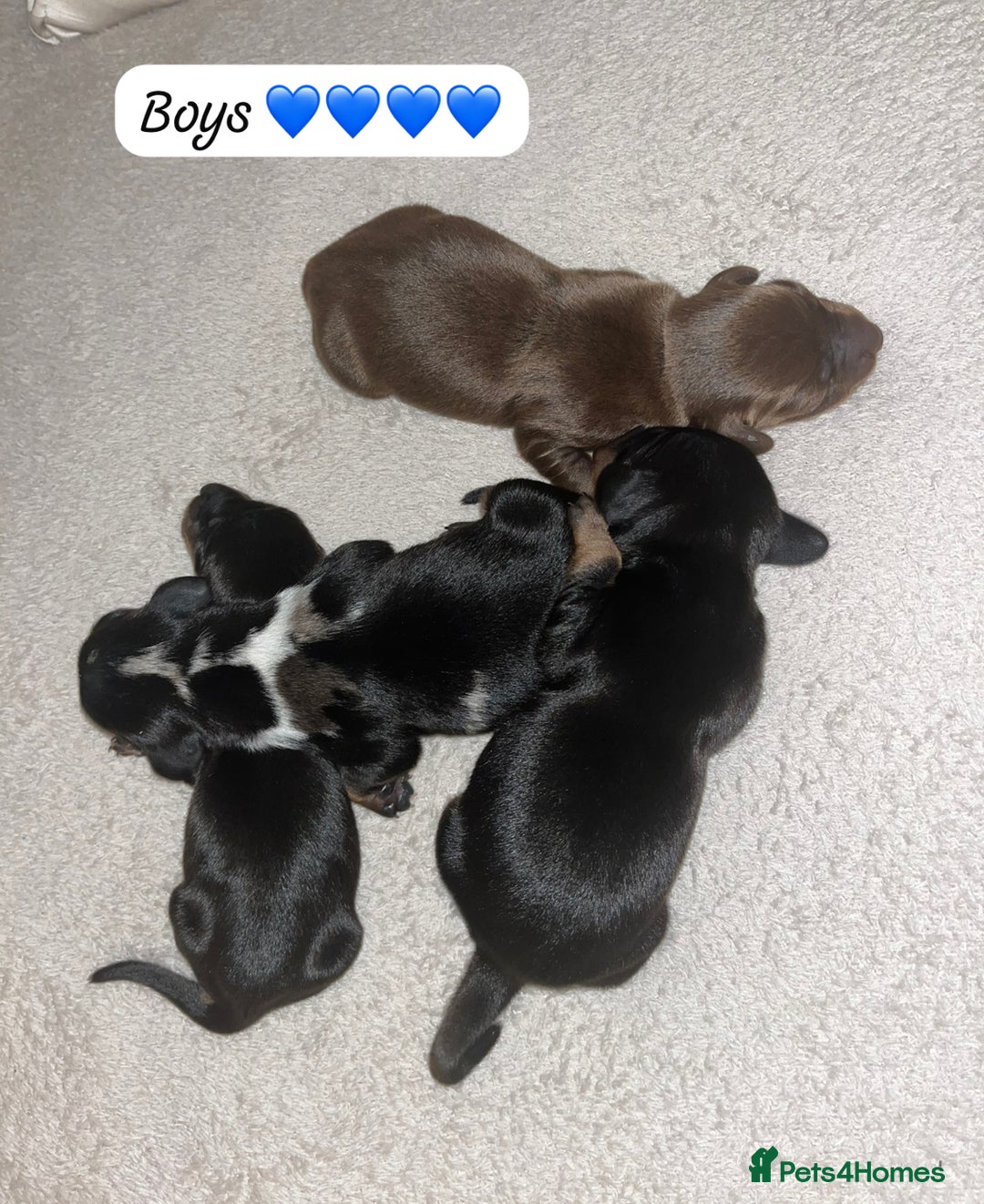 Miniature Dachshund dogs for sale: Miniature Dachshund Puppies  - Advert 12