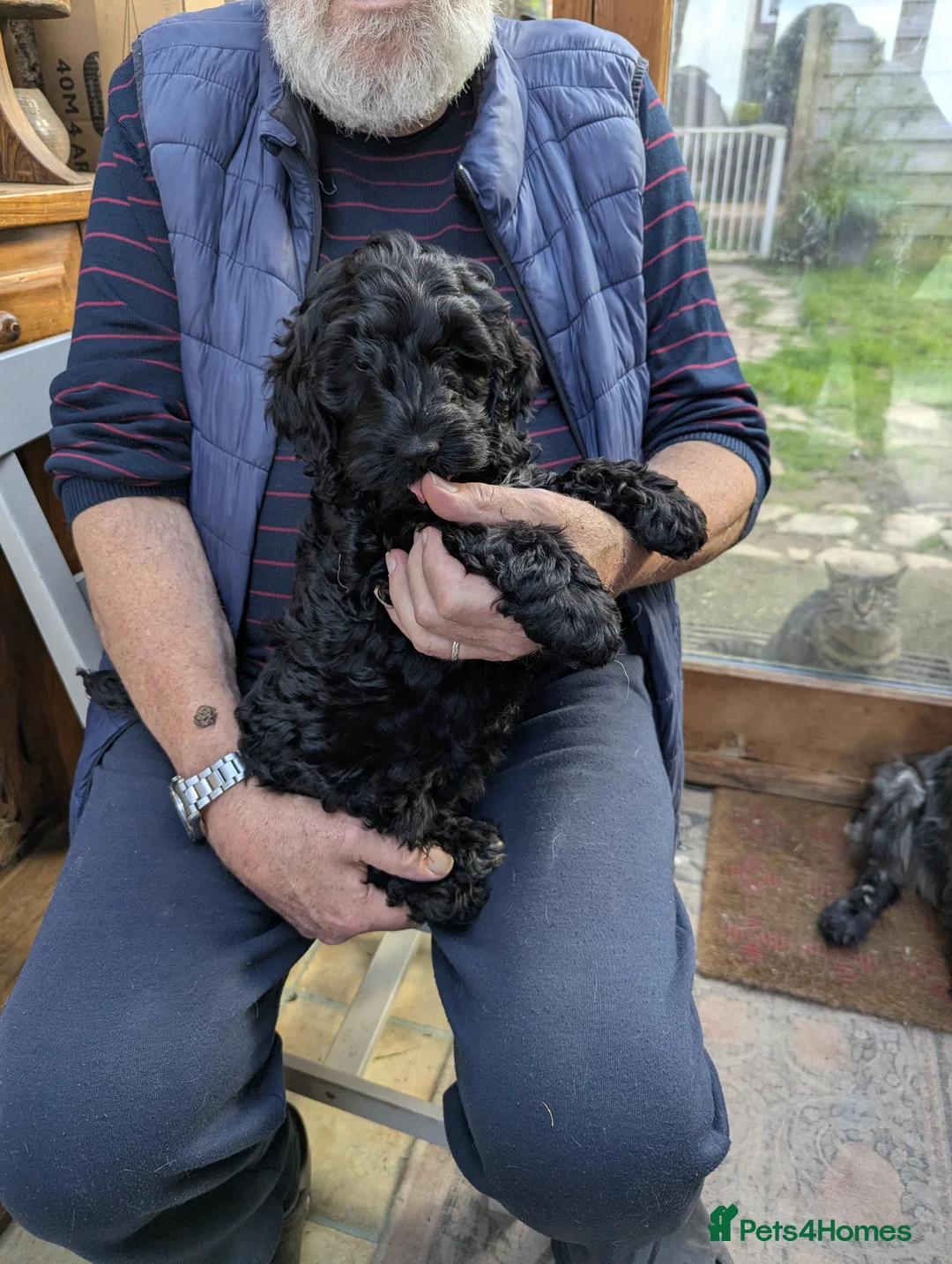 Cockapoo dogs for sale: F 1 show, cockapoo puppies.READY TO GO - Advert 2