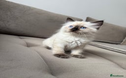 Ragdoll cats for sale: Beautiful Ragdolls READY NOW 💙 - Image 1