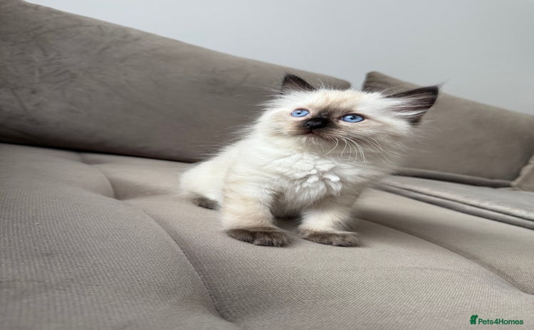 Ragdoll cats - Advert 4