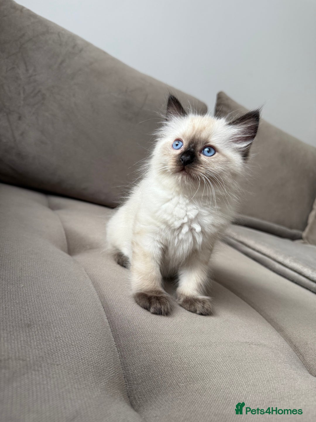 Ragdoll cats for sale: Beautiful Ragdolls READY NOW 💙 - Image 1