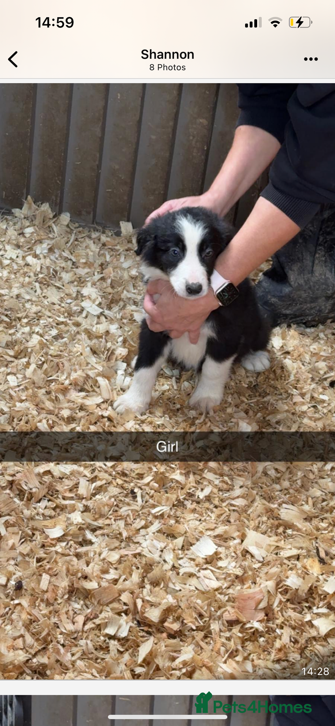 Border Collie dogs for sale: Border collie puppies  - Advert 5