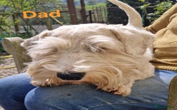 Sealyham Terrier dogs for sale: Sealyham terrier puppy’s  - Image 13