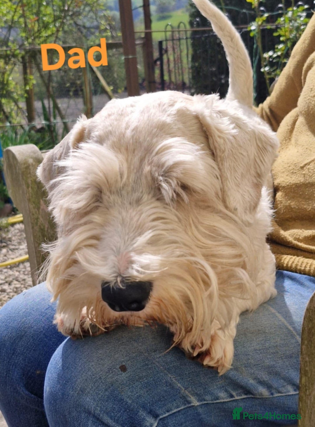 Sealyham Terrier dogs for sale: Sealyham terrier puppy’s  - Image 13
