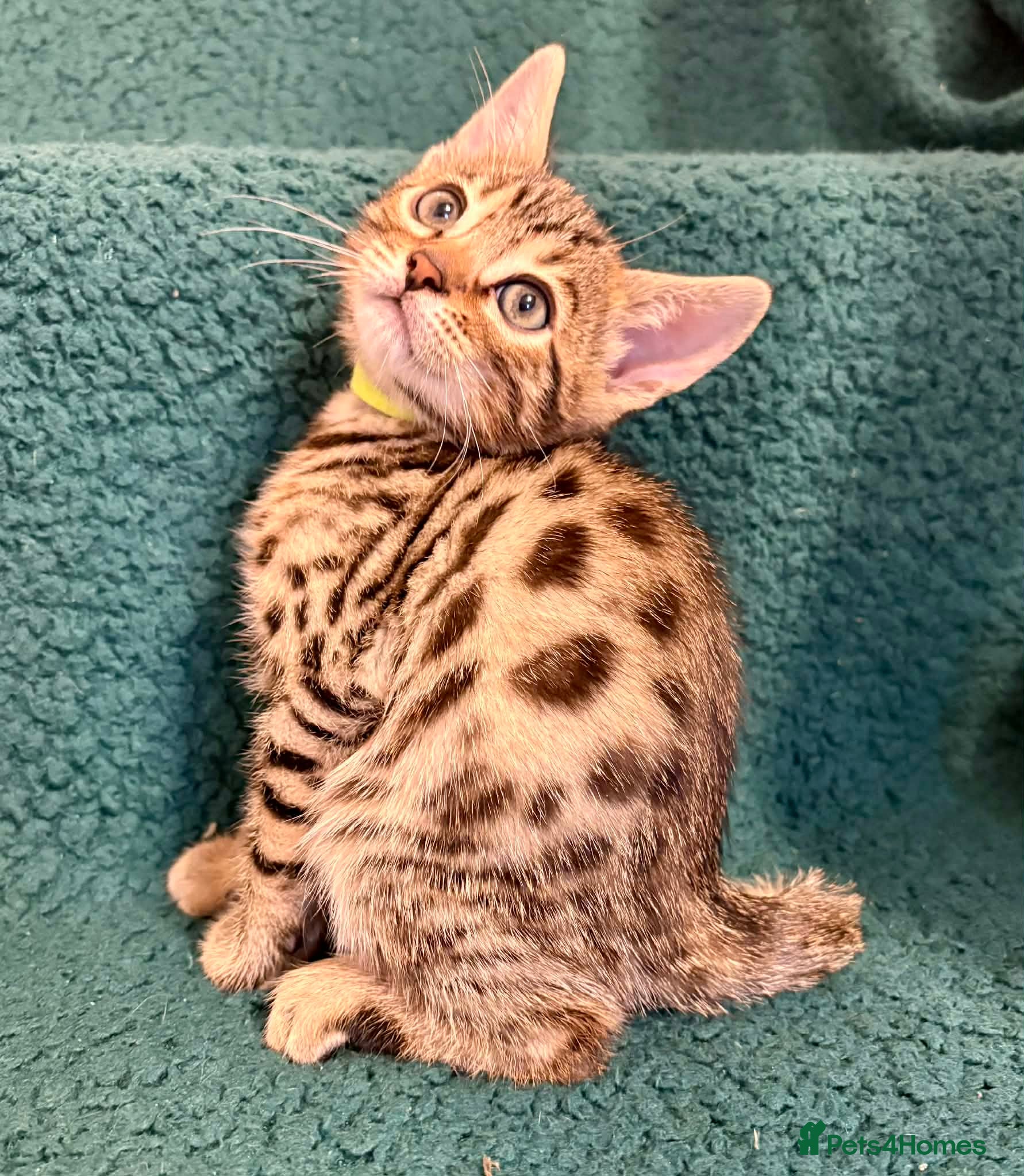 Bengal cats *ONLY 2 LEFT!* Amazing Bengal kittens  - Advert 1