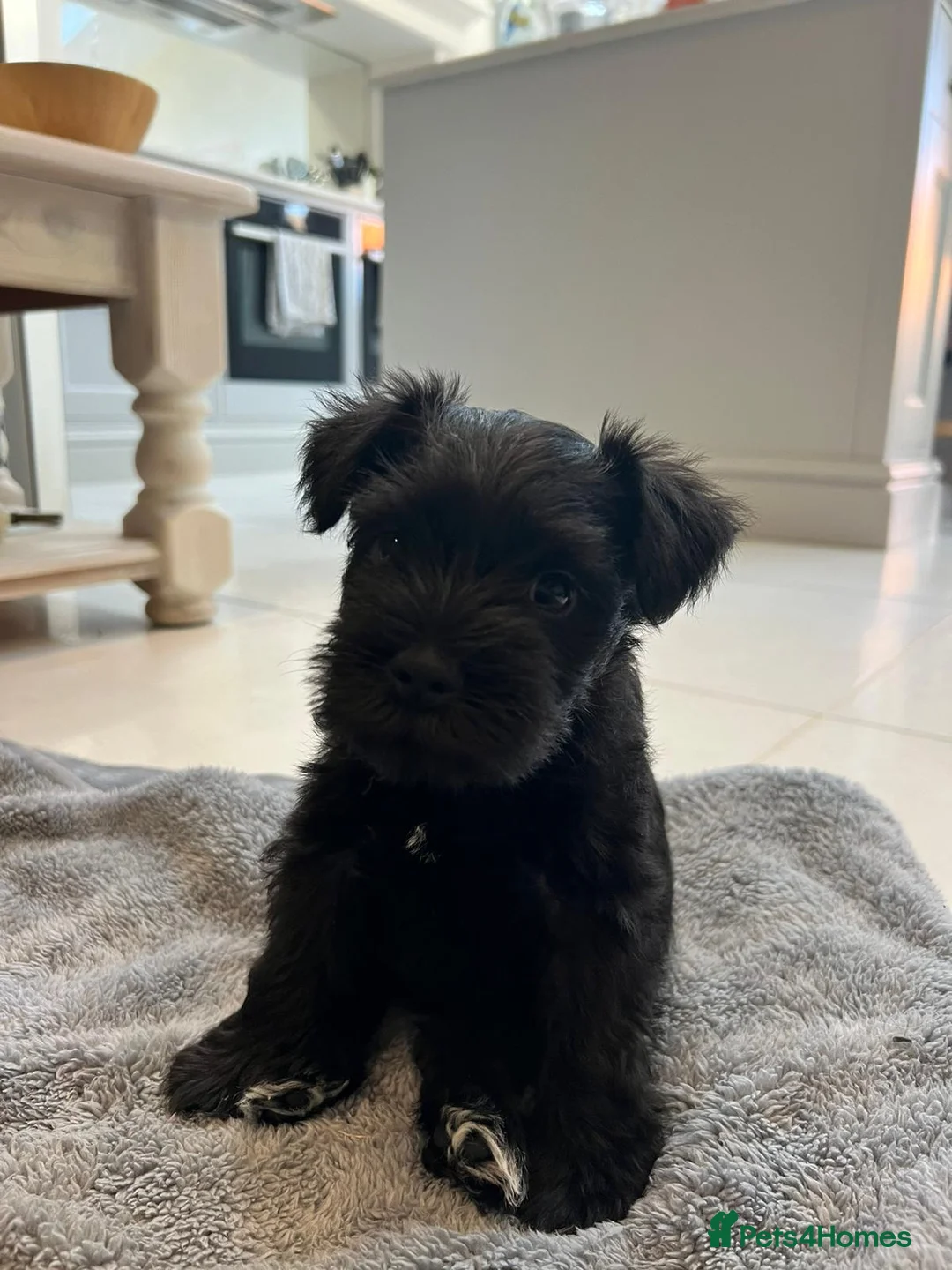 Miniature Schnauzer dogs for stud: Handsome black and silver Miniature Schnauzer  in Cambridge - Advert 38