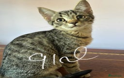 Mixed Breed cats for sale: Beautiful kittens ready now  - Advert 1