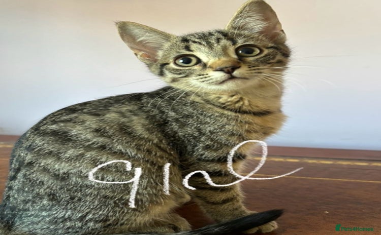 Mixed Breed cats Beautiful kittens ready now  - Advert 1