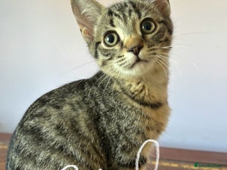 Mixed Breed cats Beautiful kittens ready now - Advert 1