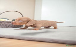 Miniature Dachshund dogs for sale: STUNNING MINIATURE ISABELLA DAPPLE PUPS AVAILABLE  - Image 4
