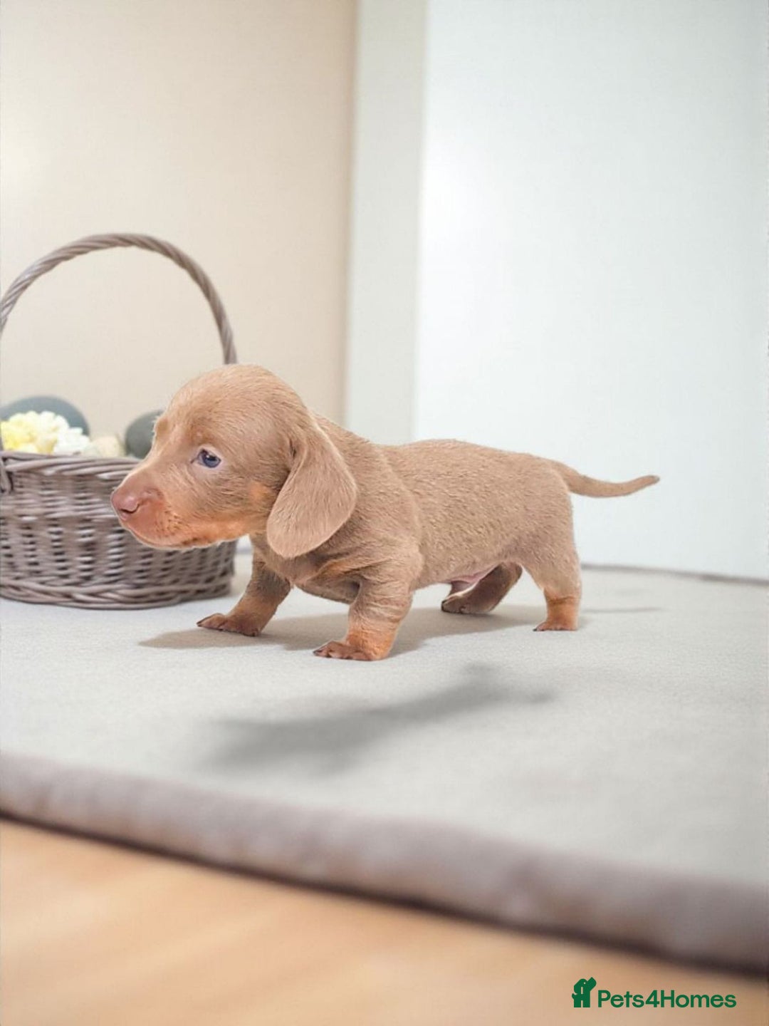 Miniature Dachshund dogs for sale: STUNNING MINIATURE ISABELLA DAPPLE PUPS AVAILABLE  - Image 4