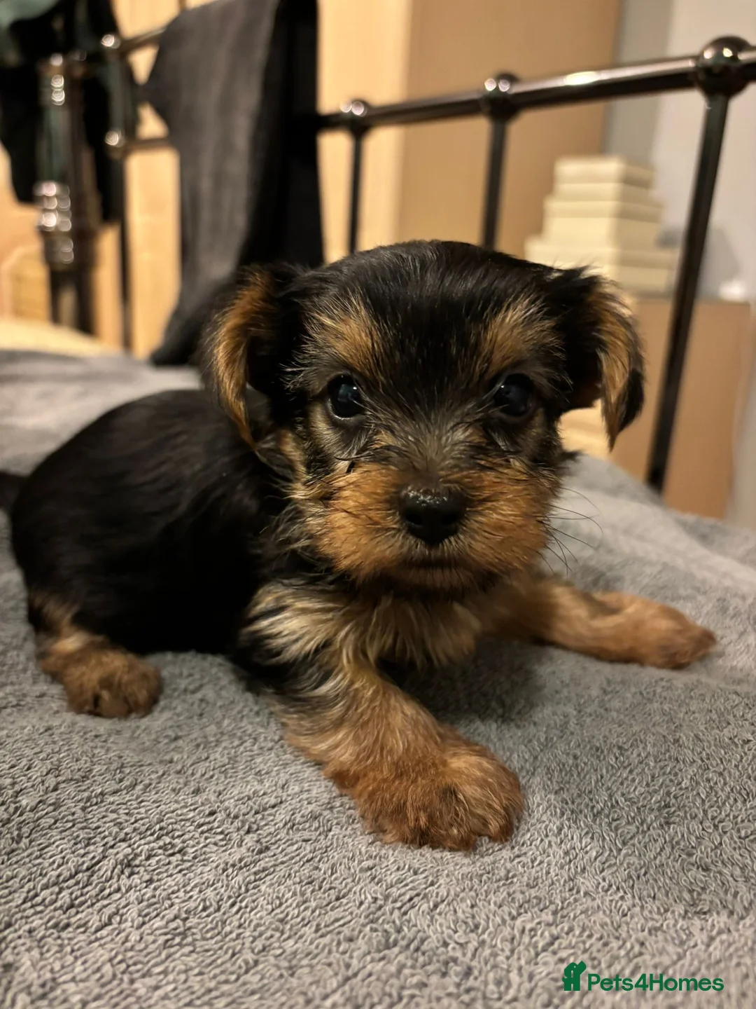 Yorkshire Terrier dogs for sale: 4 Stunning Miniature Yorkshire terriers for sale  - Advert 8