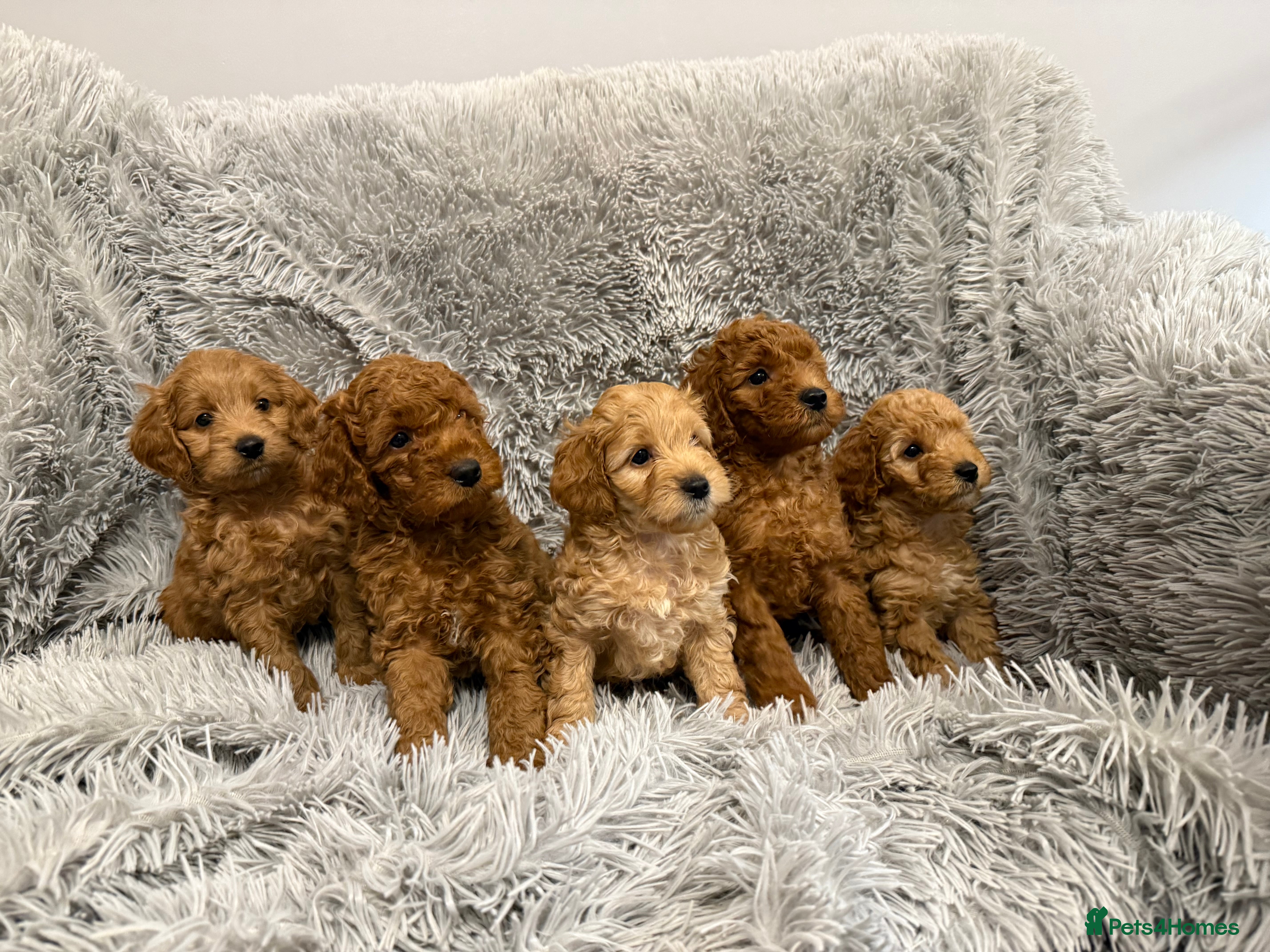 Cockapoo dogs  Five beautiful F2Bb Cockapoo puppies for sale. - Advert 2