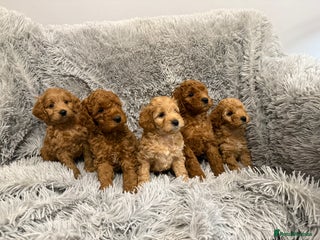 Cockapoo dogs Five beautiful F2Bb Cockapoo puppies for sale. - Advert 18