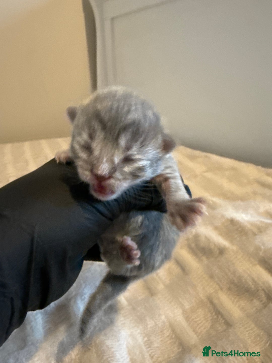 Scottish Fold cats for sale: Scottish fold kittens - Advert 14