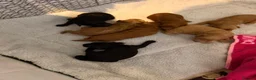 Cavapoo dogs for sale: F1B Cavapoo pups looking for their forever home in Cheltenham - Advert 10