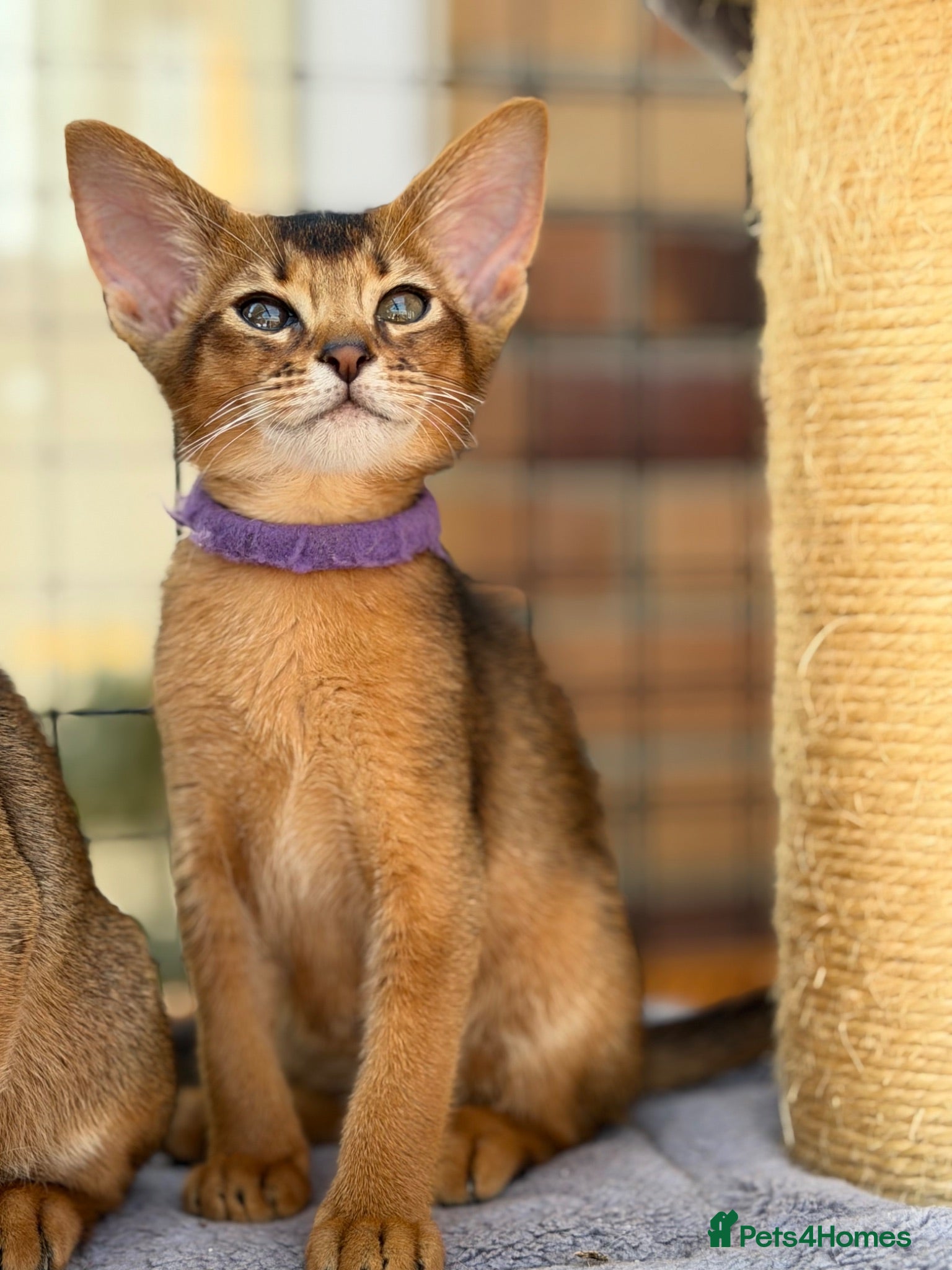 Abyssinian cats Pure breed Abyssinian kitten’s GCCF registered  - Advert 2