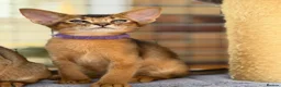 Abyssinian cats for sale: LAST 2 BOYS 💙😻Abyssinian kittens  - Advert 9