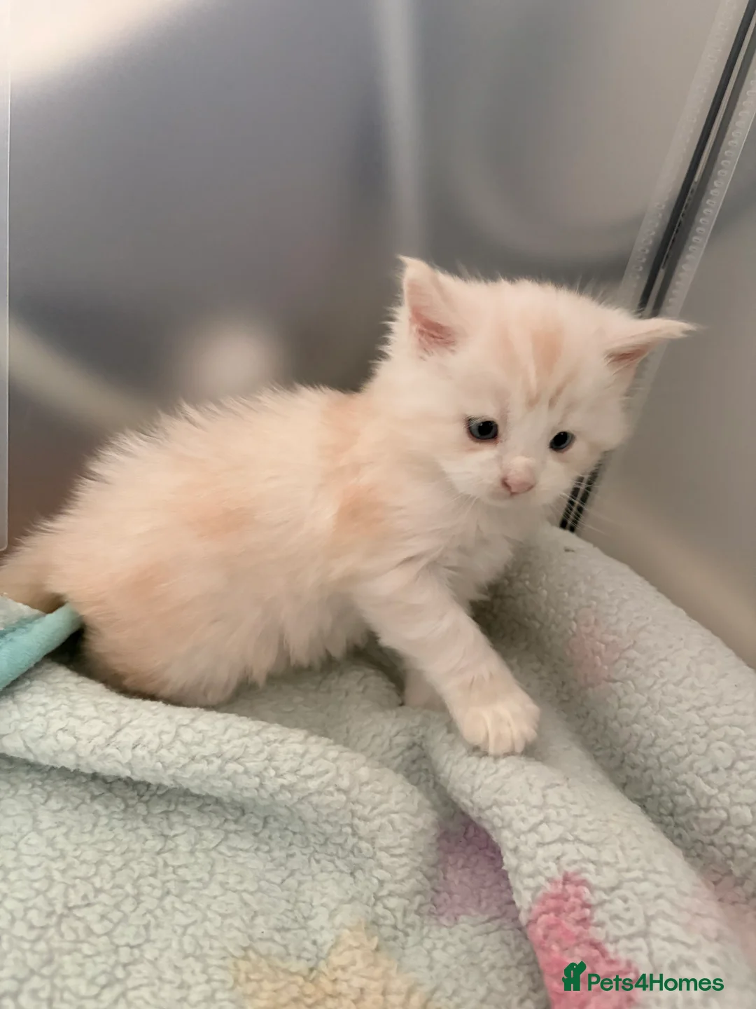 Maine Coon cats for sale: Amazing light babies great pedigree - Advert 13