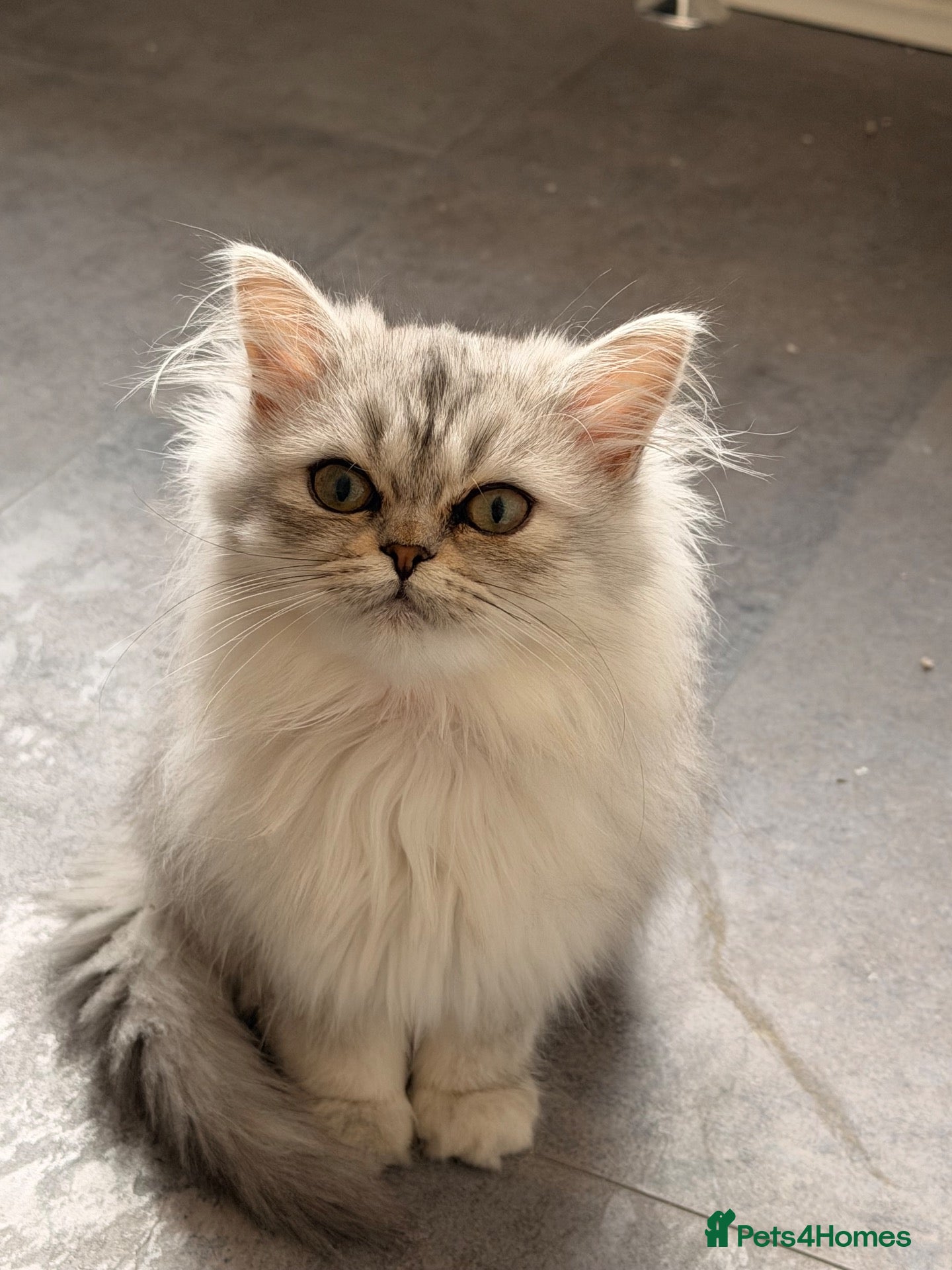 Persian cats Beautiful long haired Persian Kittens - Advert 2