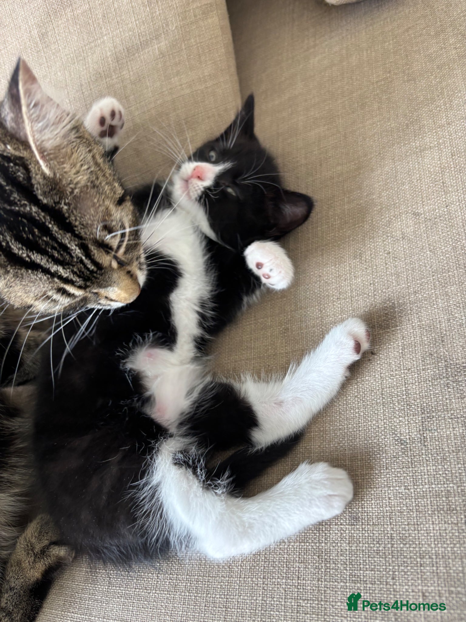 Domestic Shorthair Kitten 2